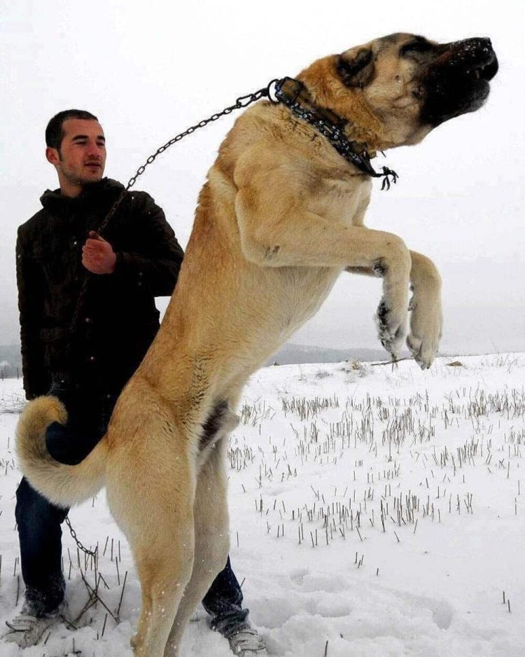 Туркиш кангал дог