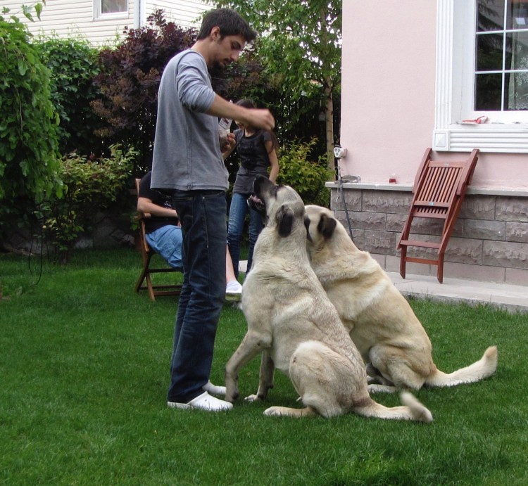 Гампр армянский волкодав