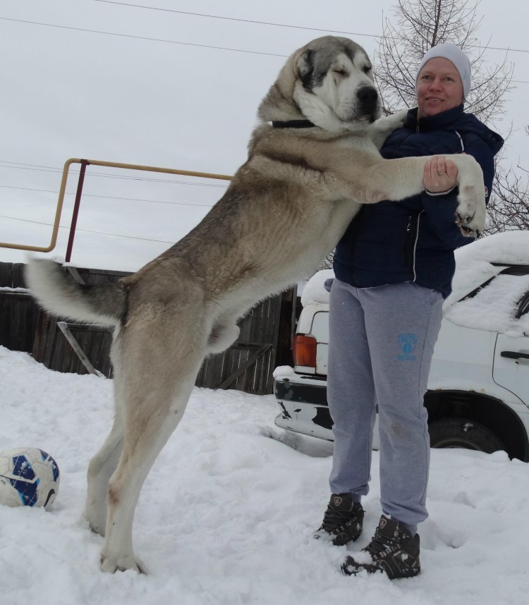 Турецкий кангал злой