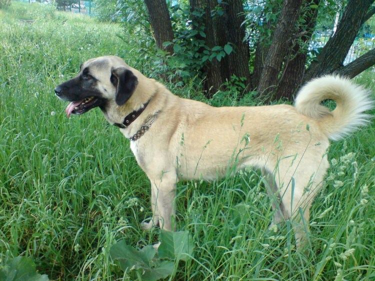 Турецкая овчарка кангал