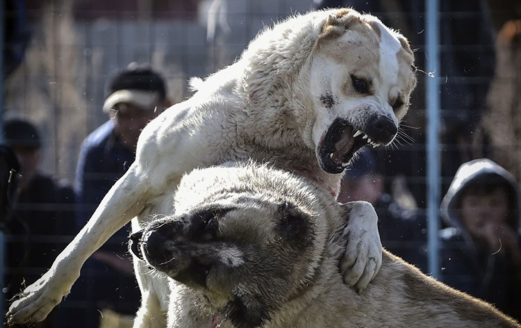 Кангал собака купированный