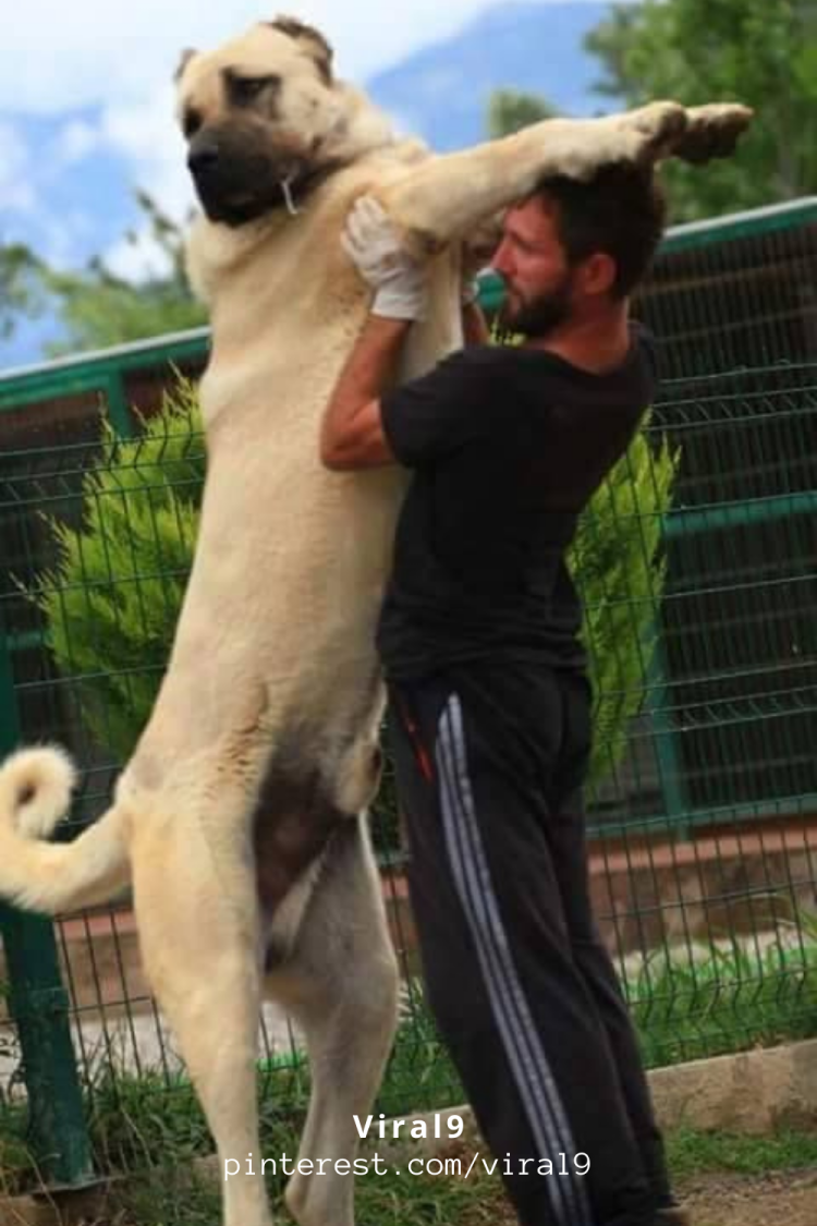 Сивас кангал собака