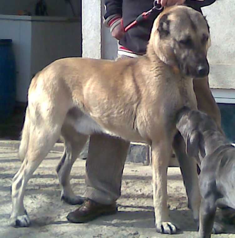 Сивас кангал