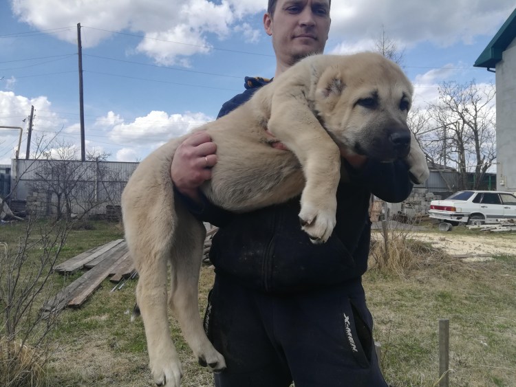 Туркменский алабай кангал