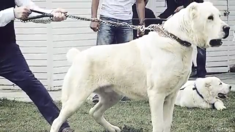 Турецкий алабай кангал