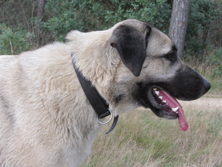 Кангал тигровый