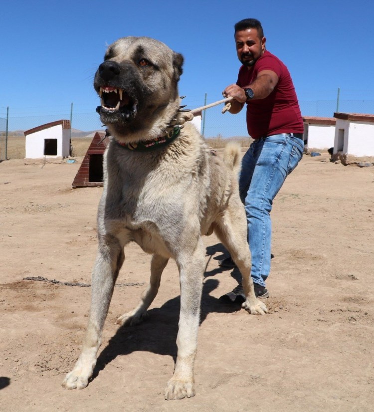 Турецкий алабай кангал