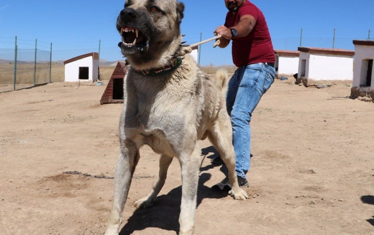 Турецкий кангал Акбаш