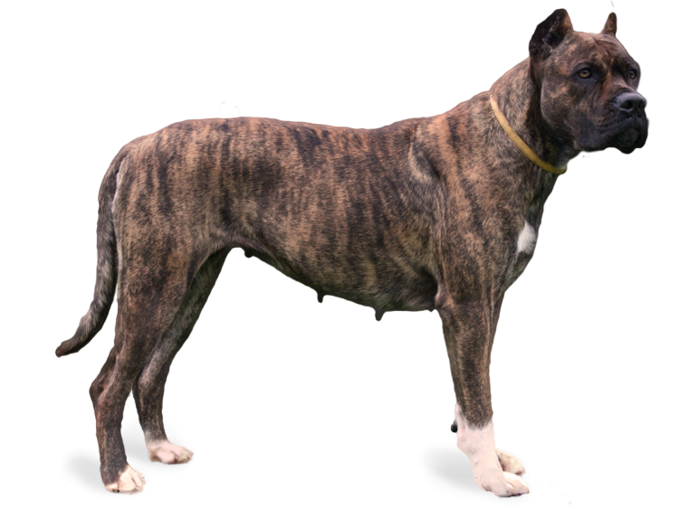 Порода алано Эспаньол