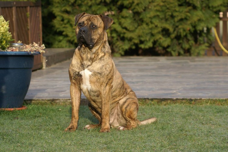 Бульдог алано