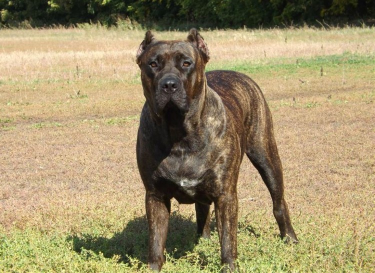 Испанский бульдог алано