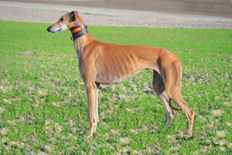 Испанская борзая гальго