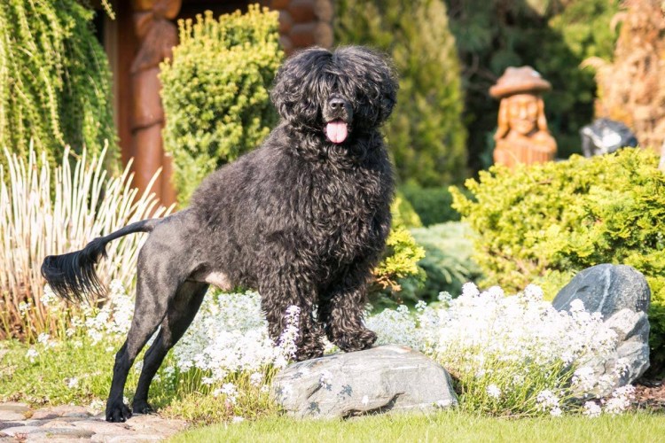 Португальский вассерхунд