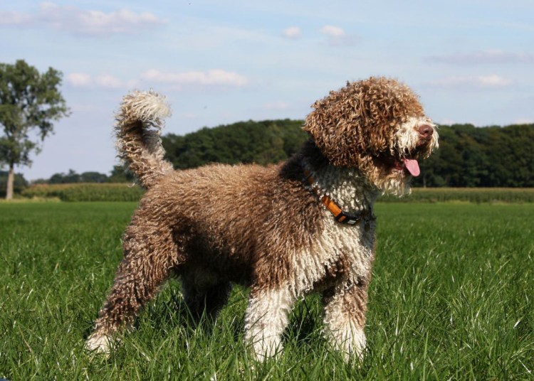 Португальская водяная собака португальский вассерхунд