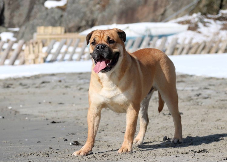 Мастиф кадебо