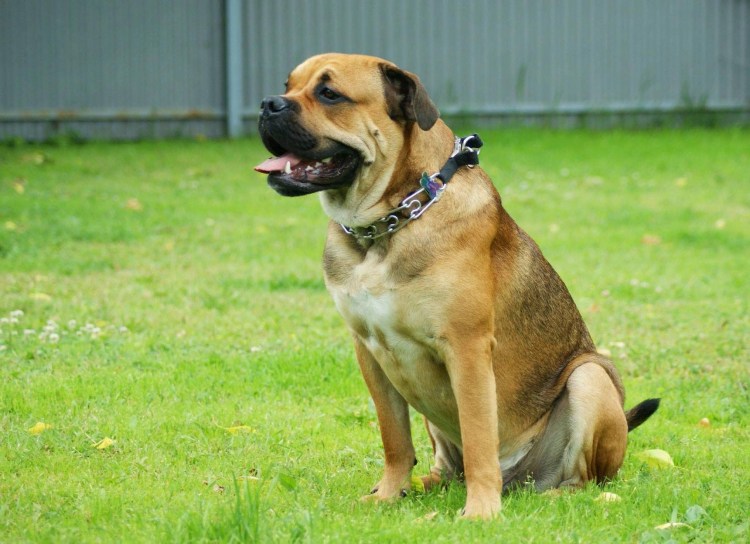 Испанский бульдог кадебо