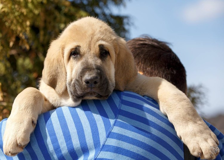 Испанский мастиф собака