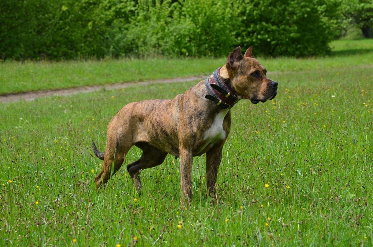 Порода алано Эспаньол