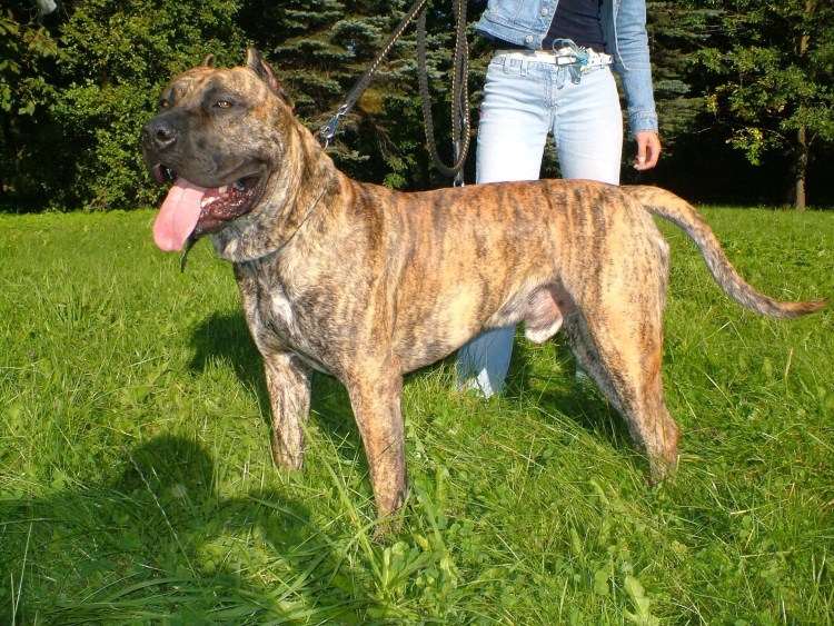 Испанский бульдог алано