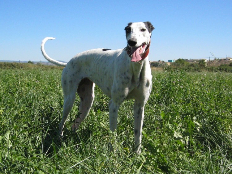 Гальго порода