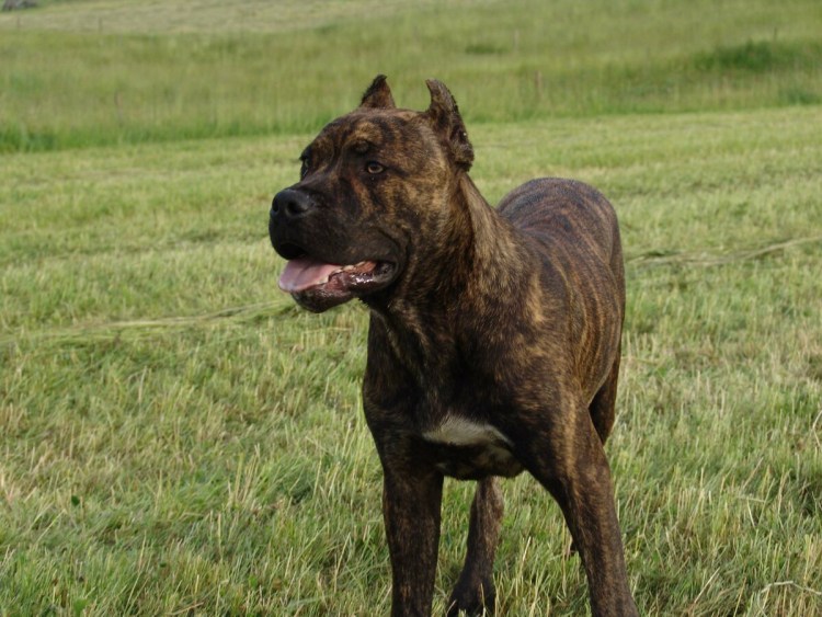 Алано Эспаньол собака