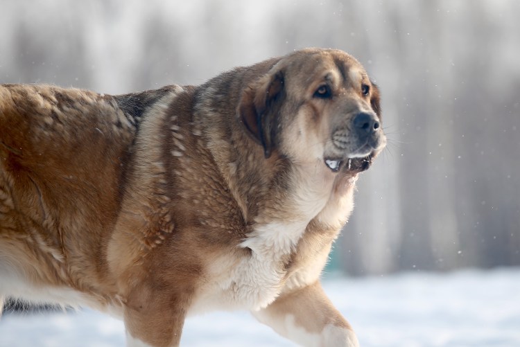 Испанский мастиф Тула