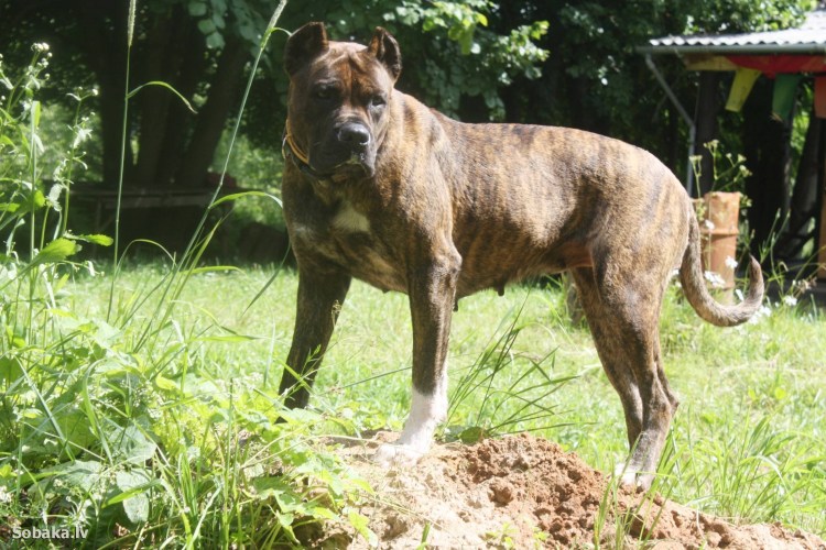 Бульдог алано