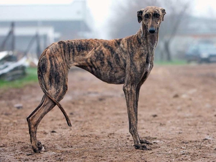 Испанская борзая гальго