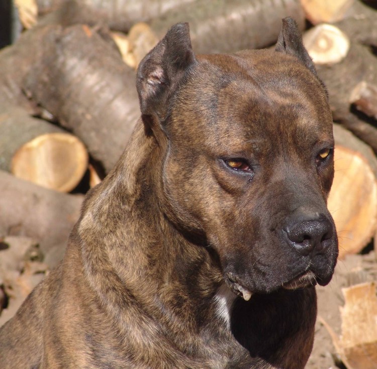 Бульдог алано