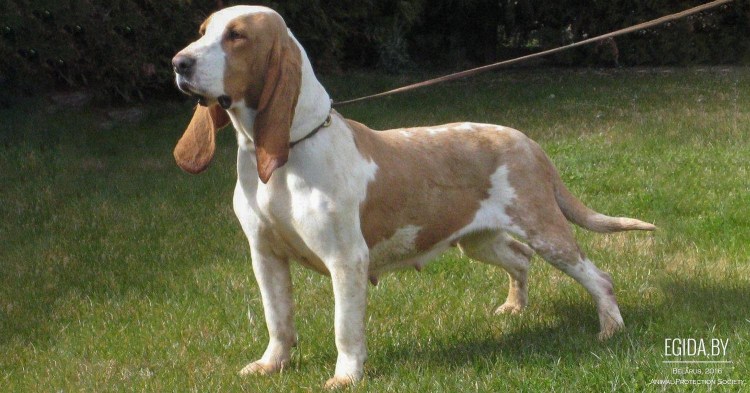 Сабуэсо Эспаньол