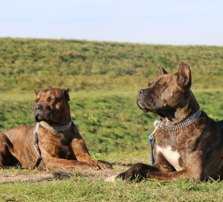 Алано Эспаньол