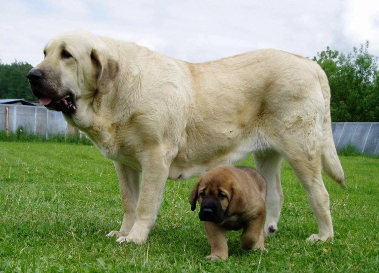 Порода испанский мастиф