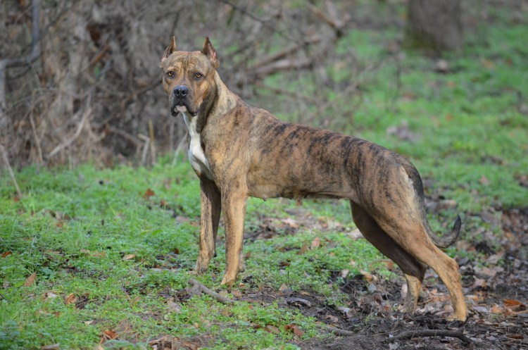 Испанский бульдог алано