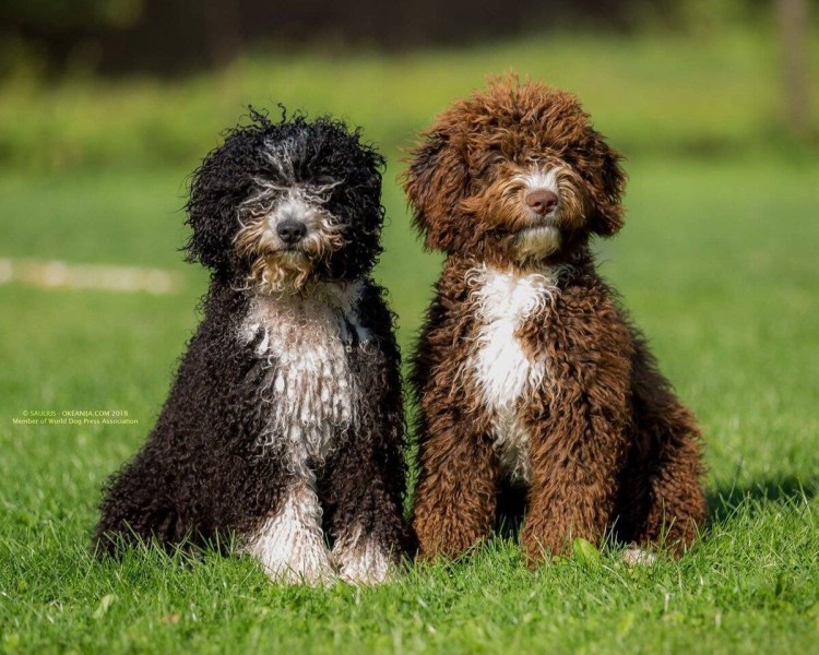 Испанский водяной спаниель