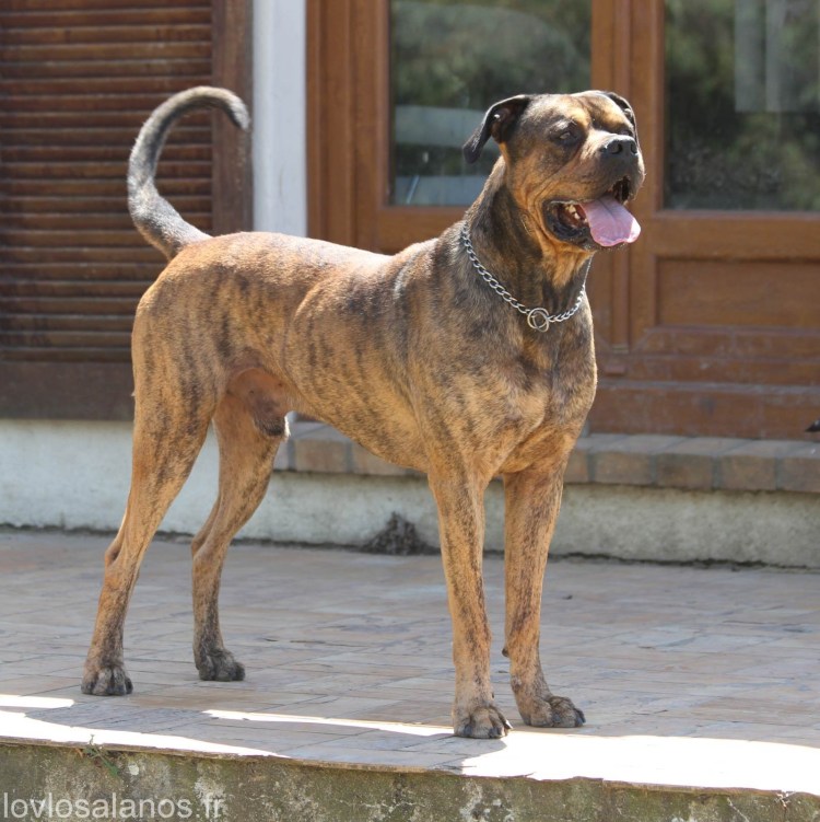 Алано Эспаньола порода собак