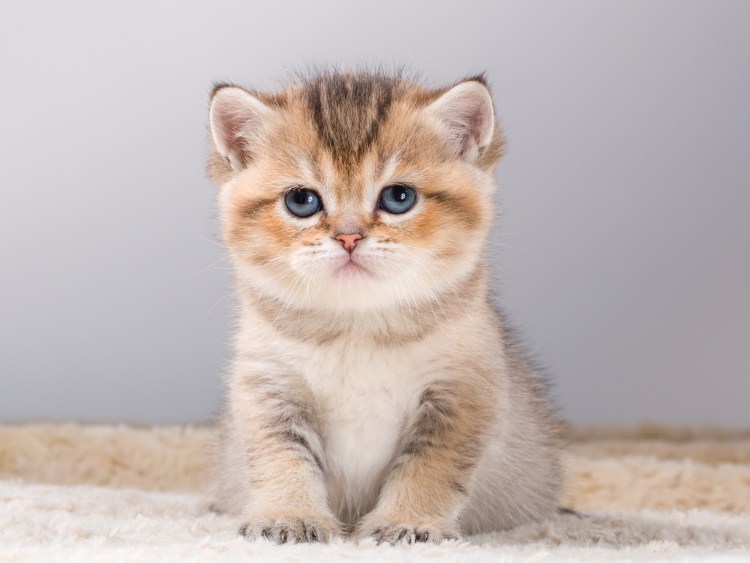 Маленькие котята британцы