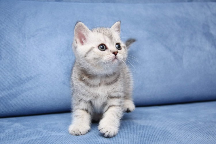 Британская шиншилла вискас