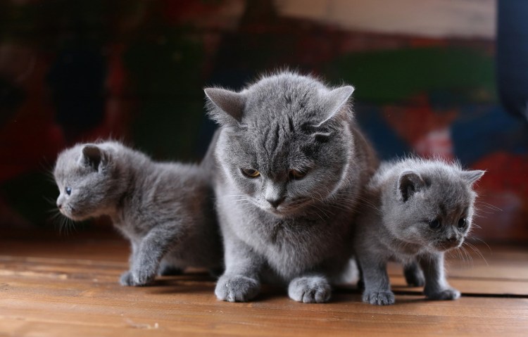 Британская кошка котенок