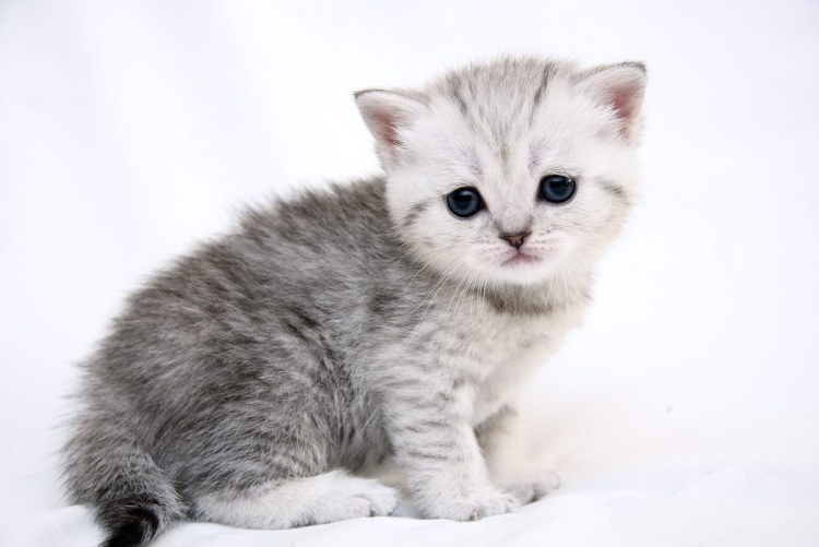 Маленькие котята британцы