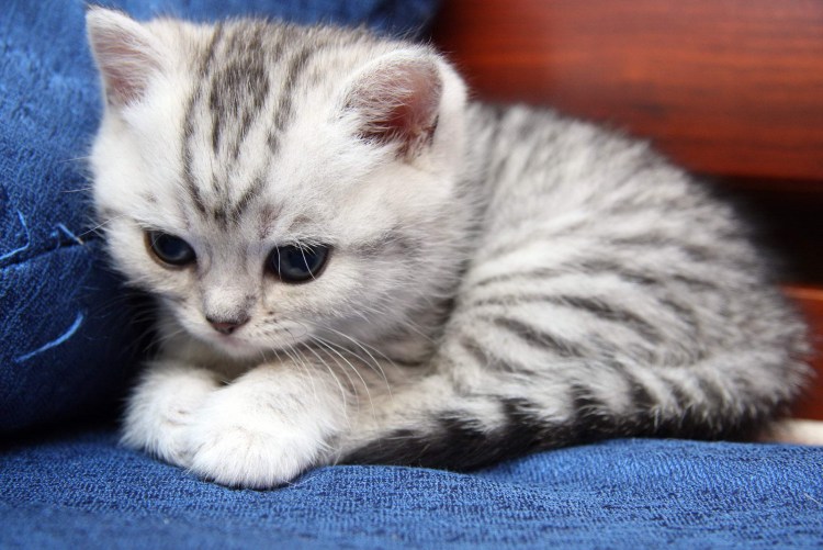 Маленькие британские котята