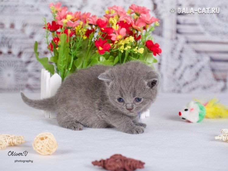 Британские котята прямоухие серые