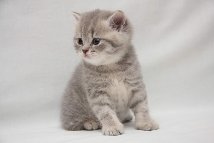 Британская кошка котенок
