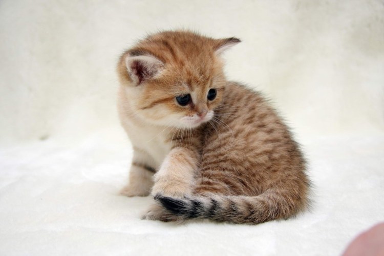 Британская кошка маленький котенок