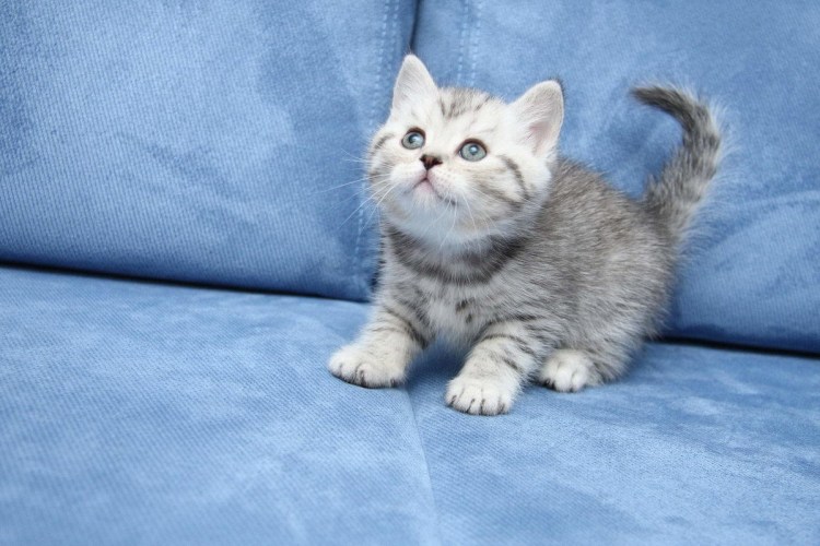Кошек с породами британец котята