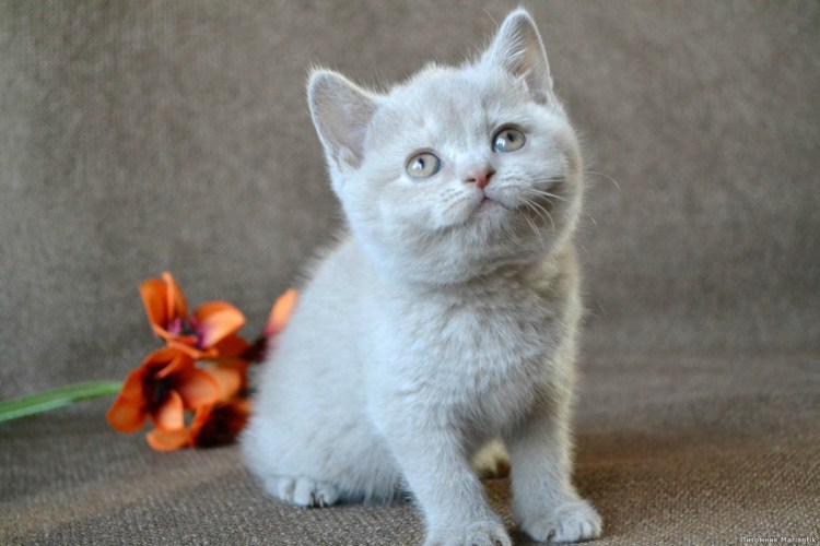 Картинки на рабочий стол котята