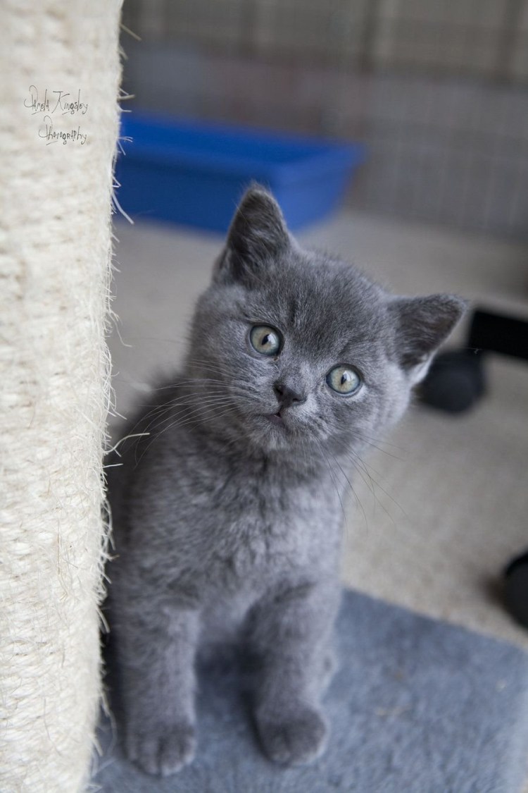 Серый британец котенок