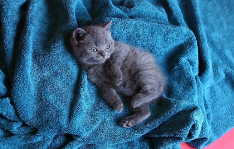 Маленькая Британская белая короткошерстная кошка