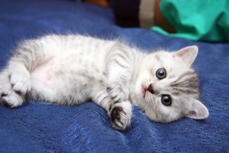 Маленькие котята британцы