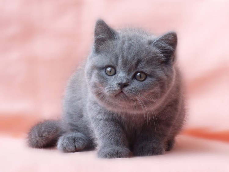 Гладкошерстный британец котенок