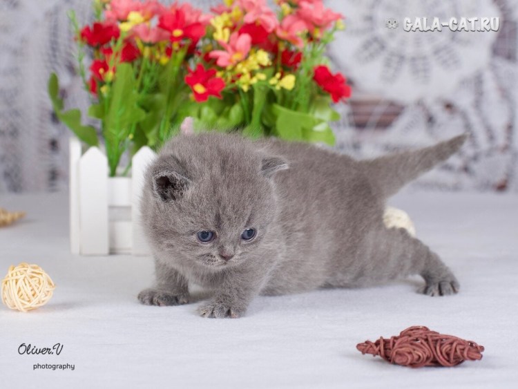 Серый британец котенок